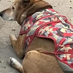 A White-Brown Mix Indie Dog Missing from New Delhi-4