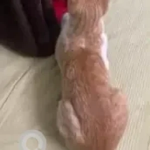 A White-Brown Mix Indie Cat Missing from Crestwood High School-3