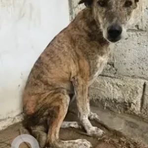 A White-Brown Mix Indie Dog Missing from Sobha Dream Acres, Gate 1