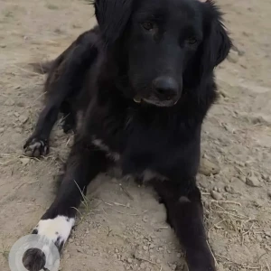 A Black Indie Dog Missing from Maxbliss White House, Sector 75