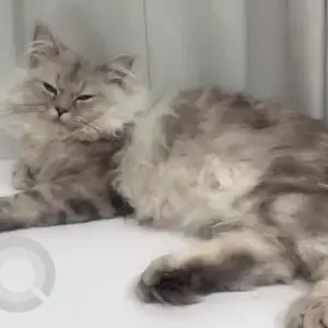 A Grey Persian Cat Missing from Al khazamiyah, Al Wasit street,villa 20