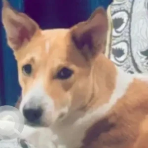 A White-Brown Mix Indie Dog Missing from Vrindavan Colony, Lucknow