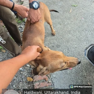 Rabies vaccination-44