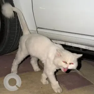 A White Persian Cat Found from Warqa 3