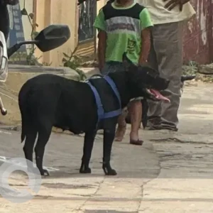 A Black Indie Dog Found from Udipalya