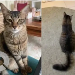 A Black and Brown Domestic Shorthair Cat Missing from Mira 4