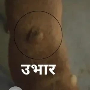 A Brown Indie Dog Missing from Vikaspuri, West Delhi-2