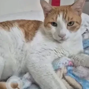 A White-Brown Mix Indie Cat Missing from Bengaluru