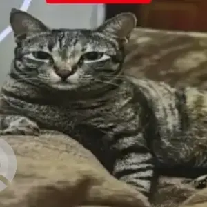 A Grey Indie Cat Missing from Sannidhi Road