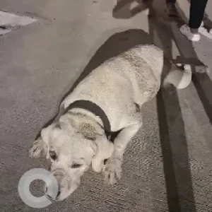 A White Labrador Dog Missing from Race Course, Dehradun