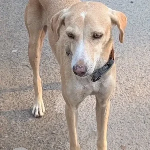 A White-Brown Mix Indie Dog Missing from Nirvana country