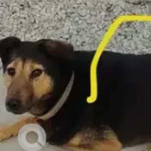 A Black and Brown Indie Dog Missing from Hosmat Hospital