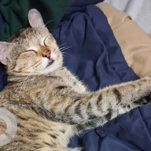 A Black and Brown Indie Cat Missing from Bengaluru