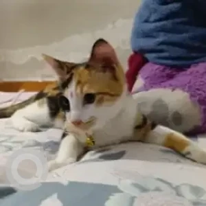 A Black and White Calico Cat Missing from Hunasmaranahalli