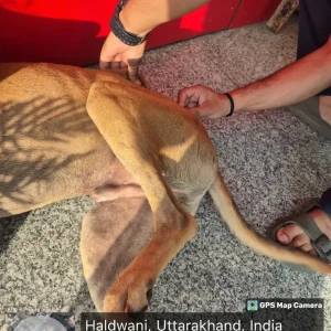 Rabies vaccination-43