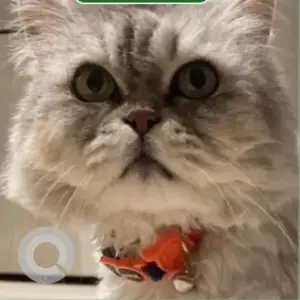 A White and Grey Persian Cat Missing from Arabian ranches 3.