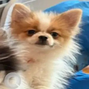 A White Pomeranian Dog Missing from Farnum Drive and Tokeneke Road