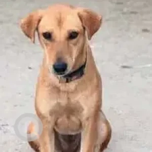 A Brown Indie Dog Missing from Samhita Serenity Apartments, Doddanekkundi, Mahadevapura