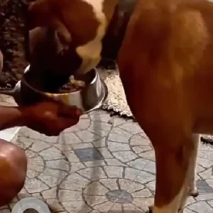 A White-Brown Mix Boxer Dog Found from Jakkur, Kempegowda circle-3
