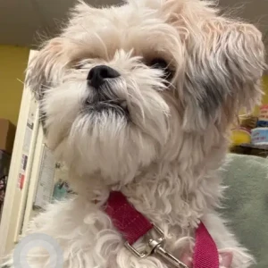 A White Shih Tzu Mix Dog Found from Jewett St & W 6th St.