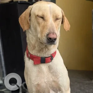 A White Labrador  cross Dog Found from Gunjur Palya