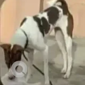 A White-Brown Mix Indie Dog Missing from HBR Layout, Bengaluru-2