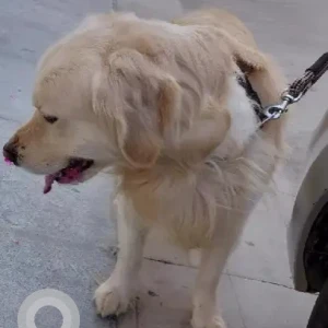 A Light Brown Golden Retriever Dog Found from Kodigehalli, Virupakshapura-2