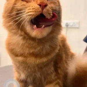 A Orange Ginger cat Cat Found from Indiranagar 1st Stage, Bengaluru-3