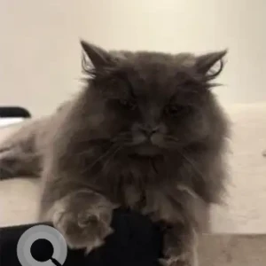 A Brown Persian Cat Missing from JS'S INTERNATIONAL SCHOOL