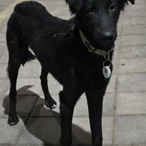 A Black Indie Dog Missing from Kalbhairav temple-2
