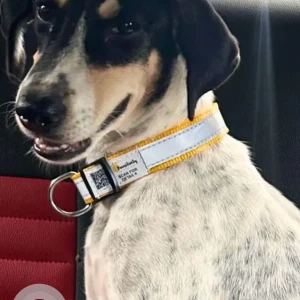 A Black and White Indie Dog Missing from Sector 132, Noida