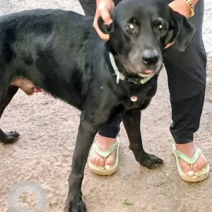 A Black Labrador Dog Missing from SFC Gym, Wakad