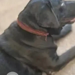 A Black Labrador Dog Found from Salisbury Park, Pune-2