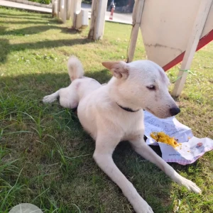 A White Indie Dog Found from Kulesara, Greater Noida-2
