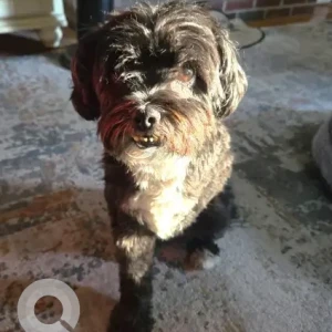 A Grey Shih Tzu Dog Missing from Old Shirley Rd & Ayer Rd