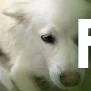 A White Pomeranian Dog Found from Zero point-2