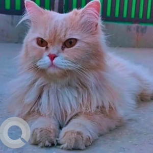 A White-Brown Mix Persian Cat Missing from Subzi Mandi, New Delhi