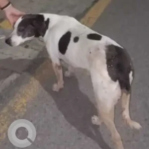 A Black and White Indie Dog Found from MB road, New Delhi