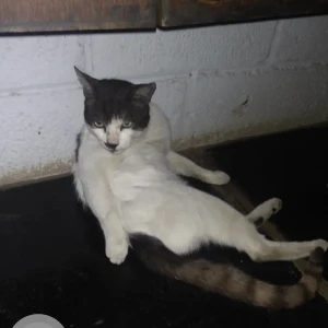 A White and Grey Indie Cat Found from Basavanagudi