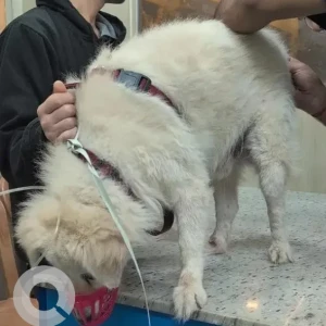 A White Golden Retriever Mix Dog Found from Kaikondanahalli, Sarjapur road-2