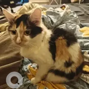 A Black and White Indie Cat Missing from BTM Layout 2nd stage, Anugraha Layout, Bilekahalli