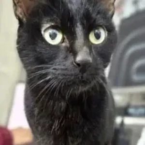 A Black Indie Cat Missing from Shalimar Apartment, South Ex  2