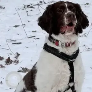A White-Brown Mix English Springer Spaniel Mix Dog Missing from Btwn Sudbury & Walnut Sts
