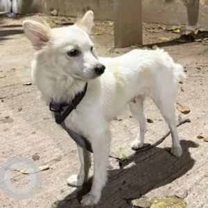 A White Pomeranian Dog Found from Saptagiri Colony, Kukatpally-2