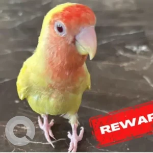 A Other Love Bird Bird Missing from Umm Hurair 1