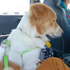 A White-Brown Mix Pomeranian mix Dog Missing from Tagore garden, Raghubir nagar-3