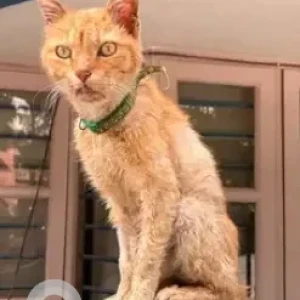 A Orange Persian Cat Cat Found from HRBR Layout, Kalyan Nagar