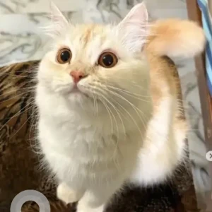 A White Persian Cat Cat Missing from JP Nagar 5th phase