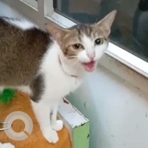 Female Domestic Shorthair Dog Adoption for Adoption in Mumbai