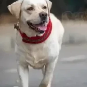 A White Labrador Dog Missing from Banashankari, Bengaluru